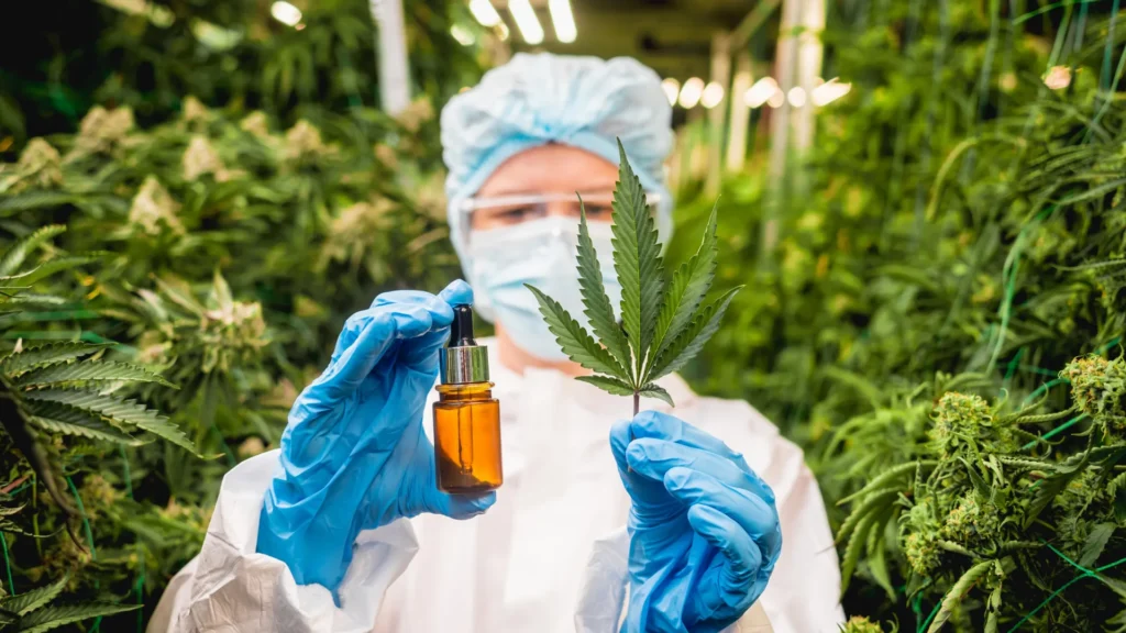 Scientists Discover Rare Compounds in Cannabis Leaves with Possible Medical Potential