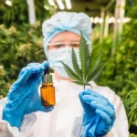 Scientists Discover Rare Compounds in Cannabis Leaves with Possible Medical Potential