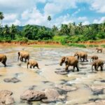 Sri Lanka Built on Ancient Elephant Land Now 450 Elephants Are Returning