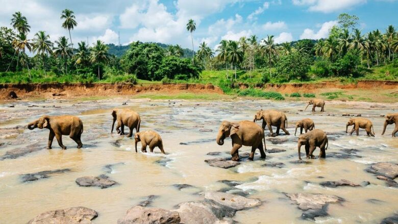 Sri Lanka Built on Ancient Elephant Land Now 450 Elephants Are Returning