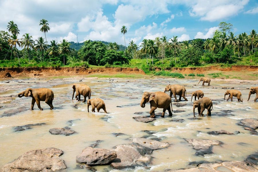 Sri Lanka Built on Ancient Elephant Land Now 450 Elephants Are Returning