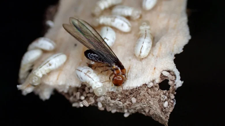 Scientists Discover Safer Chemical That Kills 95% of Termites Without Harming Humans