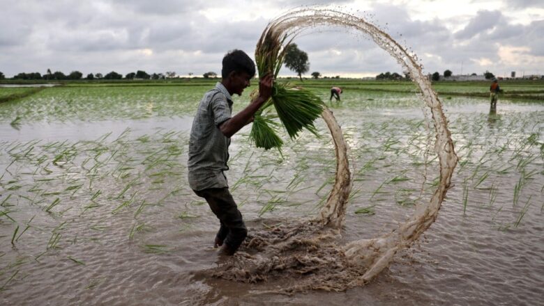 Amazon $30 Million Carbon Credit Deal With Indian Rice Farmers Sparks Climate Debate