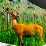 India Establishes New Breeding Population of Rare Hard Ground Swamp Deer