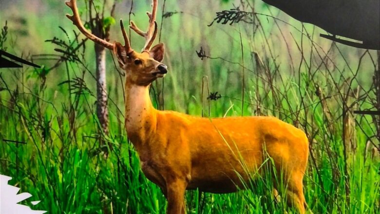 India Establishes New Breeding Population of Rare Hard Ground Swamp Deer