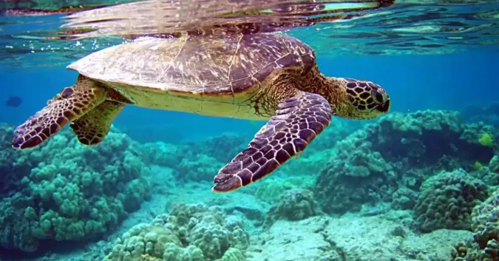 Hidden Ocean Highway: Why Olive Ridley Turtles Travel Across the Sea to Reach One Special Spot Near Sri Lanka