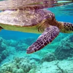 Hidden Ocean Highway: Why Olive Ridley Turtles Travel Across the Sea to Reach One Special Spot Near Sri Lanka