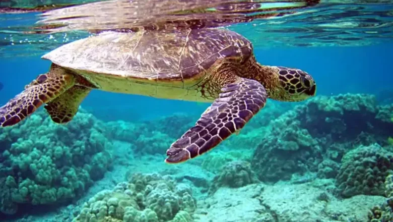 Hidden Ocean Highway: Why Olive Ridley Turtles Travel Across the Sea to Reach One Special Spot Near Sri Lanka