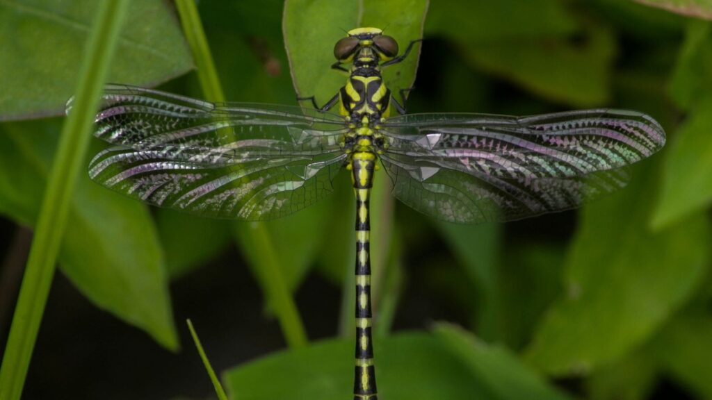 Western Ghats Odonata Survey Reveals Sharp Biodiversity Decline