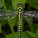 Western Ghats Odonata Survey Reveals Sharp Biodiversity Decline