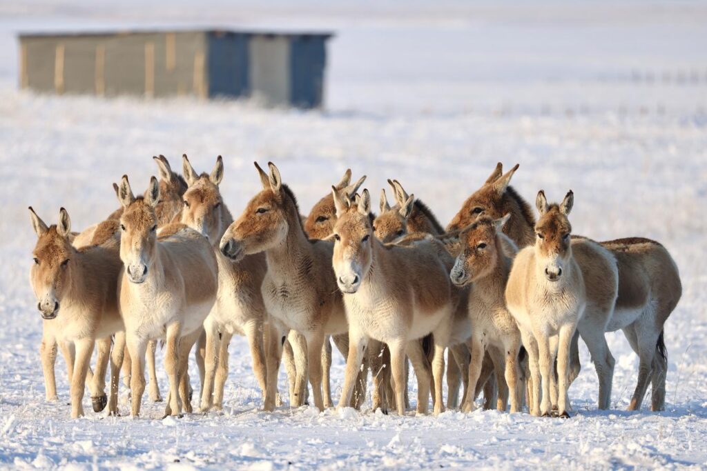 Kulan Population Sees Remarkable Comeback in Kazakhstan National Park