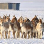Kulan Population Sees Remarkable Comeback in Kazakhstan National Park