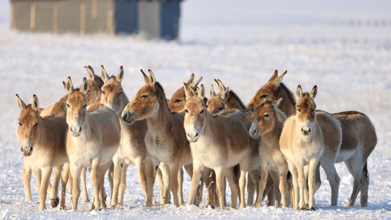 Kulan Population Sees Remarkable Comeback in Kazakhstan National Park