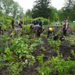 Popular Miyawaki Mini-Forest Method Lacks Scientific Evidence, New Study Finds