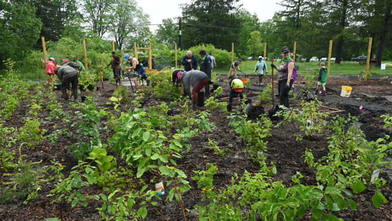 Popular Miyawaki Mini-Forest Method Lacks Scientific Evidence, New Study Finds