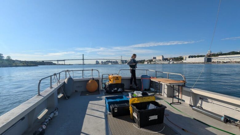 Ocean Is Quietly Fighting Climate Change Scientists Want to Help It Do More