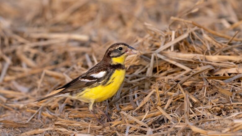 First International Census Finds More Than 180,000 Critically Endangered Yellow Breasted Buntings Across Asia