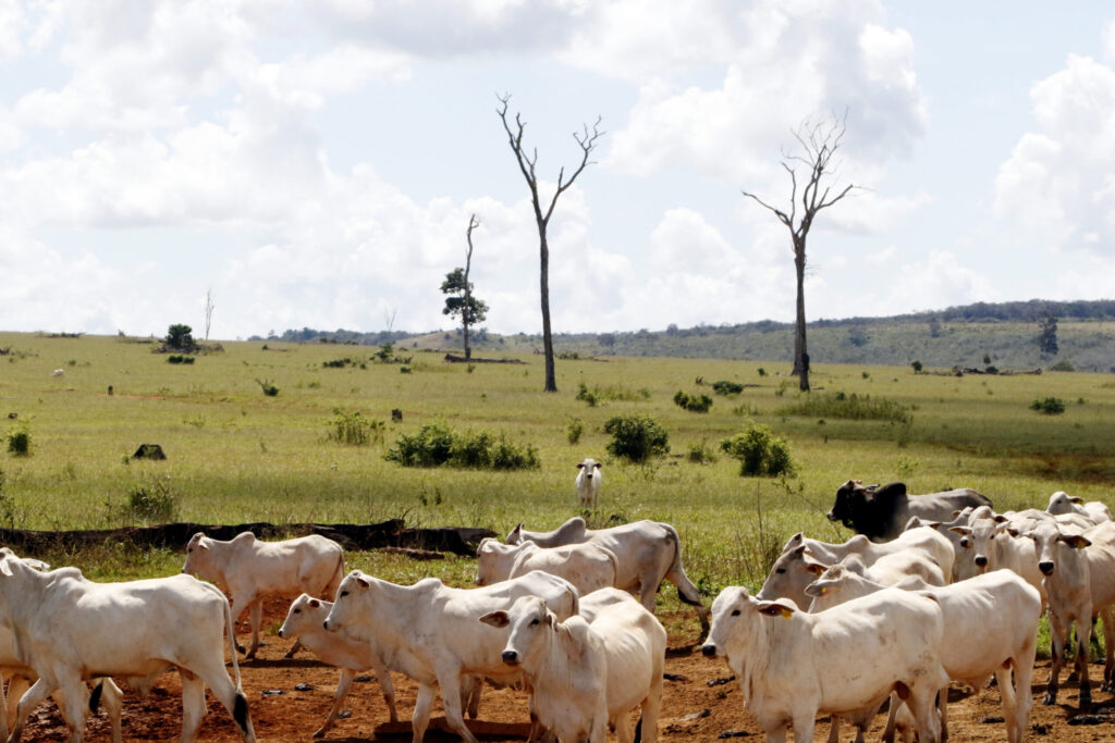 Nearly 98% of Climate Claims by Major Meat and Dairy Companies Could Be Greenwashing