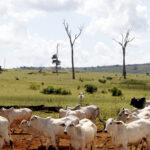 Nearly 98% of Climate Claims by Major Meat and Dairy Companies Could Be Greenwashing