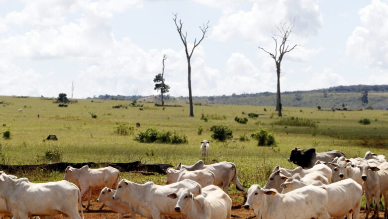 Nearly 98% of Climate Claims by Major Meat and Dairy Companies Could Be Greenwashing