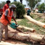 NGT Pulls Up Delhi Forest Department Over Illegal Tree Felling, Orders 5 Year Database