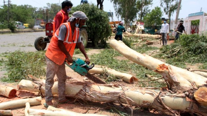 NGT Pulls Up Delhi Forest Department Over Illegal Tree Felling, Orders 5 Year Database