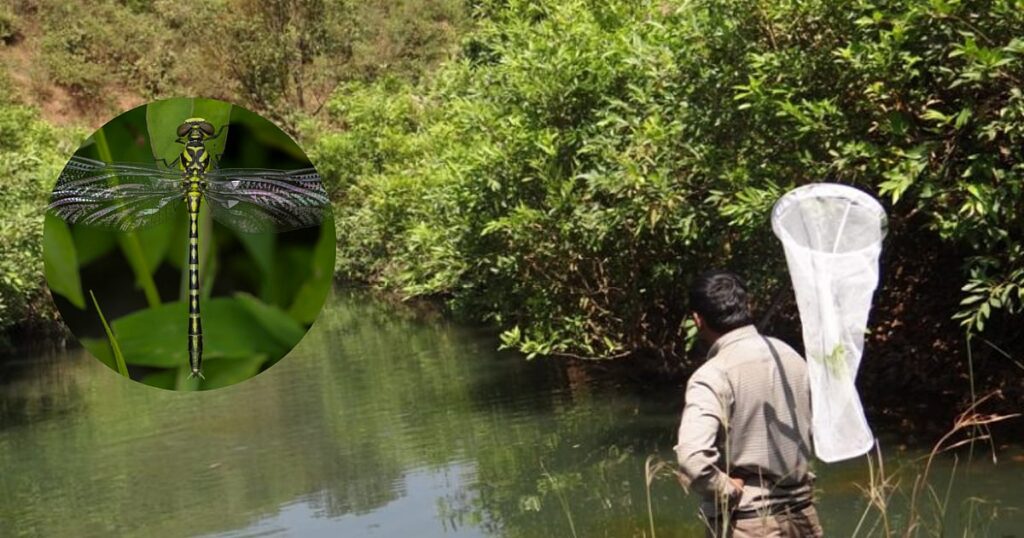 Western Ghats Facing Ecological Decline as Key Insect Species Disappear, Study Warns