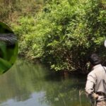 Western Ghats Facing Ecological Decline as Key Insect Species Disappear, Study Warns