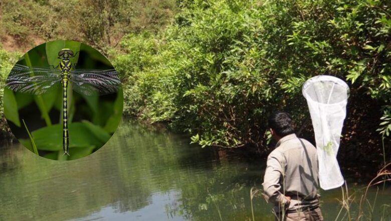 Western Ghats Facing Ecological Decline as Key Insect Species Disappear, Study Warns