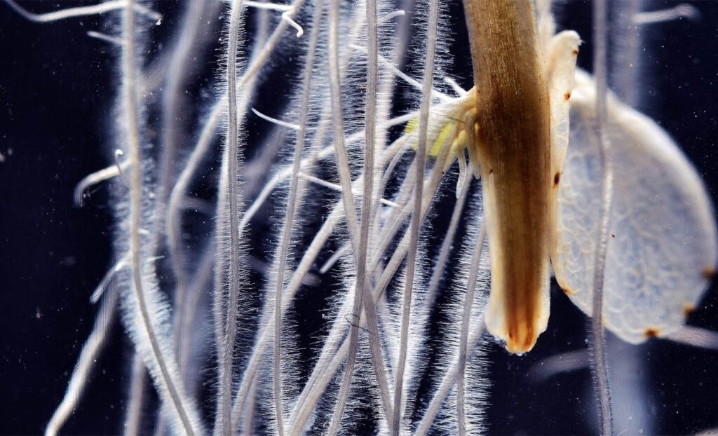 Scientists Discover Hidden Root Cells That Help Bean Plants Survive Drought and Poor Soil