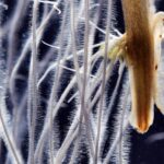 Scientists Discover Hidden Root Cells That Help Bean Plants Survive Drought and Poor Soil