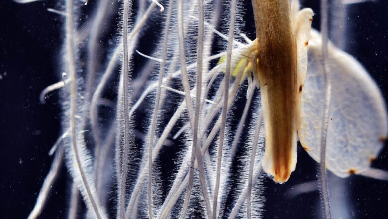 Scientists Discover Hidden Root Cells That Help Bean Plants Survive Drought and Poor Soil