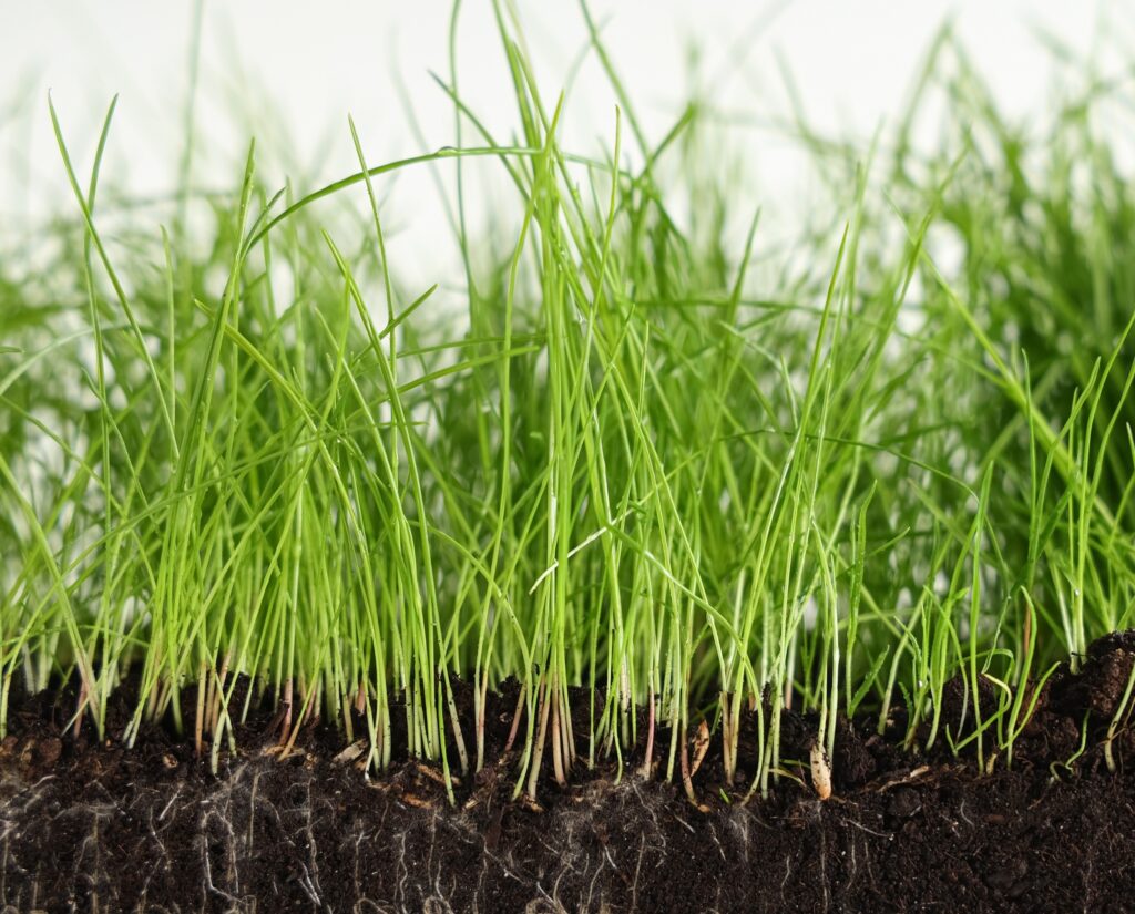 Scientists Discover Hidden Root Barrier That Helps Plants Survive Drought