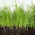 Scientists Discover Hidden Root Barrier That Helps Plants Survive Drought