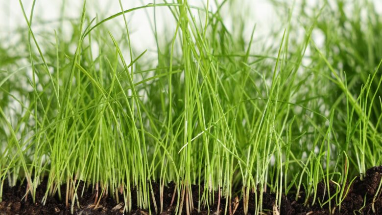 Scientists Discover Hidden Root Barrier That Helps Plants Survive Drought