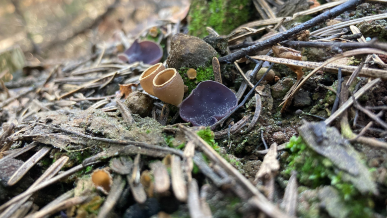 Fungus From Salad Bowl Could Help Deserts Recover After Wildfires, Scientists Say