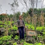 In Northeast India Vanishing Bees Reveal a Growing Ecological Crisis