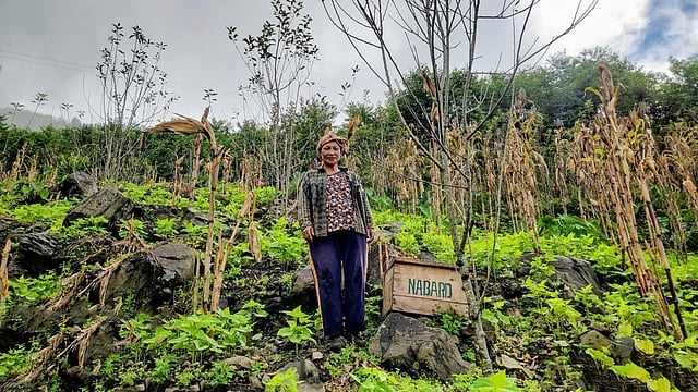 In Northeast India Vanishing Bees Reveal a Growing Ecological Crisis