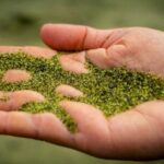 Green Mineral Beach Trial Shows Early Promise in Ocean Carbon Capture, But Caution Remains