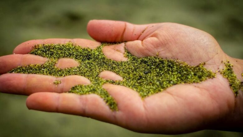Green Mineral Beach Trial Shows Early Promise in Ocean Carbon Capture, But Caution Remains