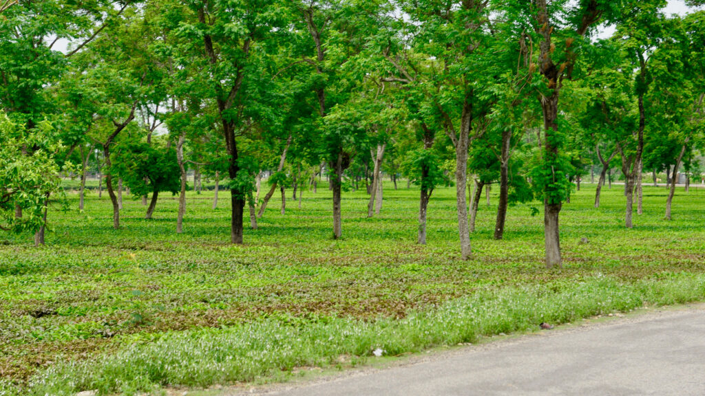 Maharashtra New Restoration Push Signals a Big Shift Beyond Tree Plantations