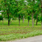Maharashtra New Restoration Push Signals a Big Shift Beyond Tree Plantations