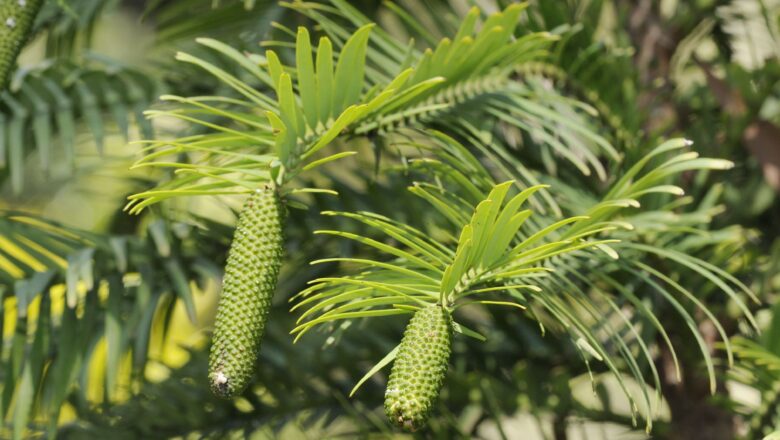 Ancient Plant “Living Fossil” Reveals Water Chemistry That Resembles Material From Space