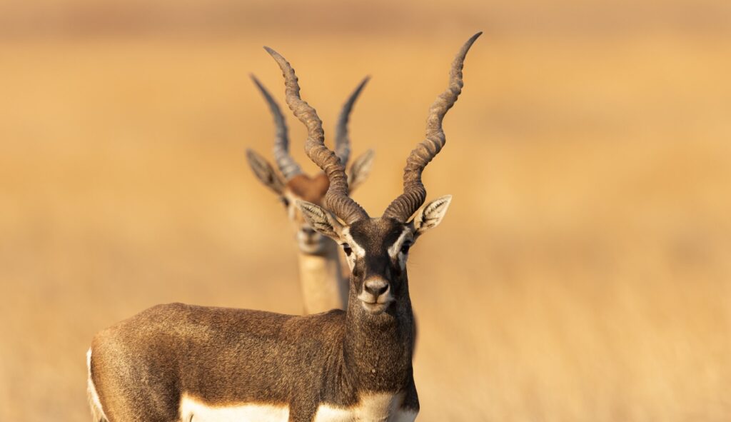 Blackbuck Relocation Near Chitwan National Park Raises Conservation Concerns