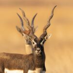 Blackbuck Relocation Near Chitwan National Park Raises Conservation Concerns