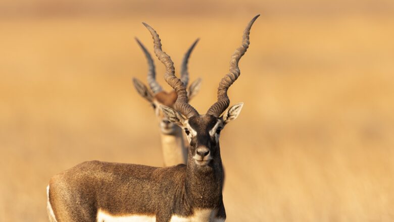 Blackbuck Relocation Near Chitwan National Park Raises Conservation Concerns