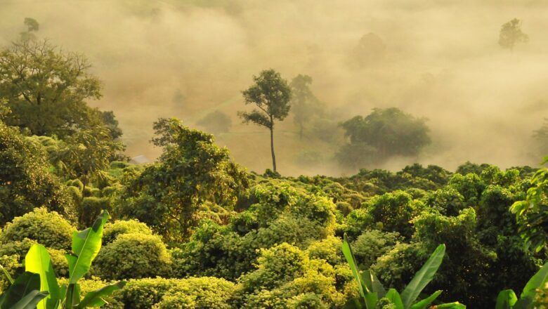 Tropical Forests Near Critical Climate Threshold as Drought Stress Intensifies