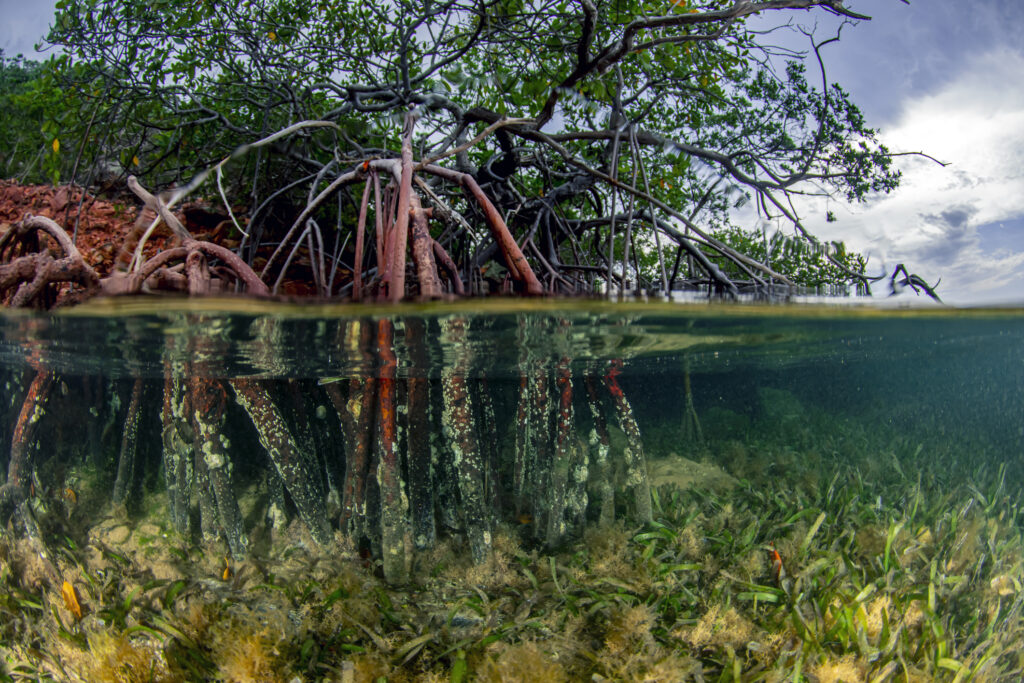 Mangrove Forests Could Remove Millions of Tons of Nitrogen Pollution From Coastal Waters