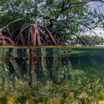 Mangrove Forests Could Remove Millions of Tons of Nitrogen Pollution From Coastal Waters