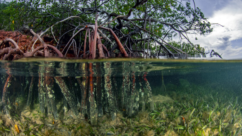 Mangrove Forests Could Remove Millions of Tons of Nitrogen Pollution From Coastal Waters